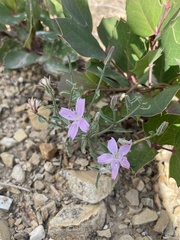 Stephanomeria runcinata
