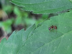 Myrmica