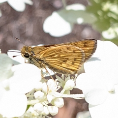 Hylephila phyleus