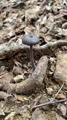 Cortinarius violaceus