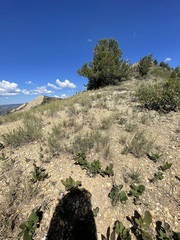 Stephanomeria runcinata