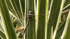 Adversaeschna brevistyla