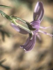 Stephanomeria runcinata