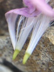 Stephanomeria runcinata