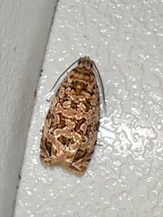 Phaecasiophora niveiguttana