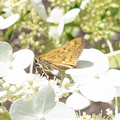 Hylephila phyleus