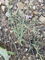 Stephanomeria runcinata