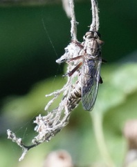 Neomochtherus willistoni