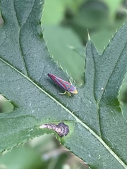 Graphocephala coccinea