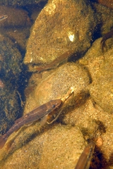 Rhinichthys cataractae