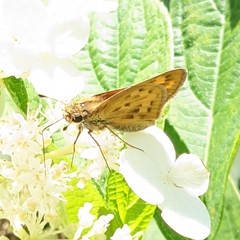 Hylephila phyleus