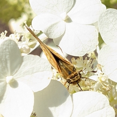 Hylephila phyleus