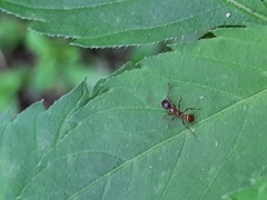 Myrmica