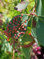 Insecta