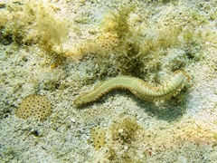 Hermodice carunculata