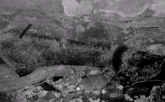 Phascogale tapoatafa