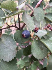 Amelanchier alnifolia