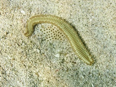 Hermodice carunculata