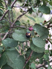 Amelanchier alnifolia