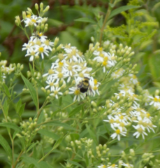 Eristalis flavipes