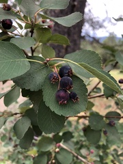 Amelanchier alnifolia
