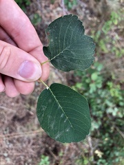 Amelanchier alnifolia
