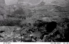 Phascogale tapoatafa