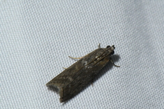 Phycitini
