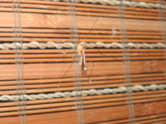 Nephrotoma ferruginea