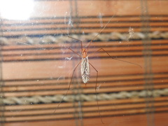 Nephrotoma ferruginea