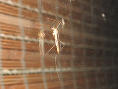 Nephrotoma ferruginea