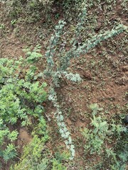 Vachellia schaffneri bravoensis