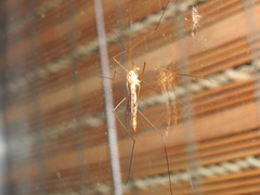 Nephrotoma ferruginea