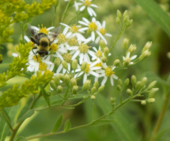 Eristalis flavipes