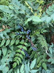 Berberis nervosa