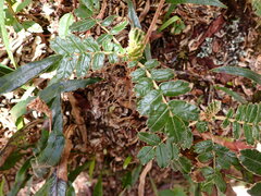 Polylepis