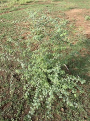 Vachellia schaffneri bravoensis