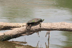 Graptemys geographica