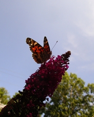 Vanessa virginiensis