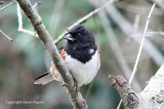 Pipilo erythrophthalmus