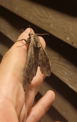Ceratomia catalpae