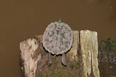 Graptemys geographica