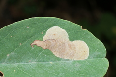 Chrysaster ostensackenella