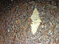 Iridopsis larvaria