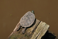 Graptemys geographica