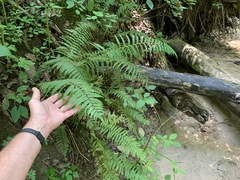 Homalosorus pycnocarpos