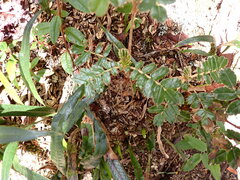 Polylepis