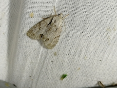 Acronicta psi