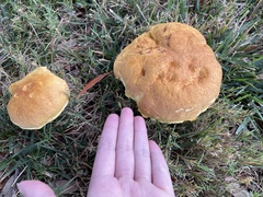 Pulchroboletus rubricitrinus