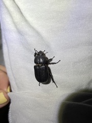 Hemiphileurus illatus